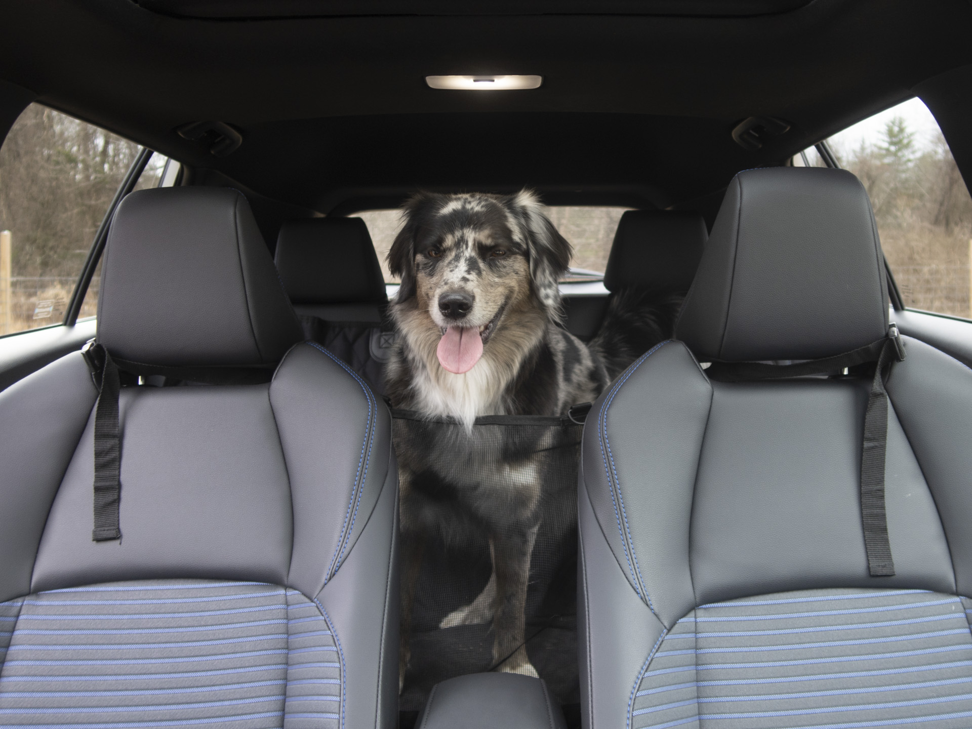 Dog in the backseat of Toyota Corolla Cross A dog comfortably seated in the backseat of the 2025 Toyota Corolla Cross, showcasing pet-friendly features.