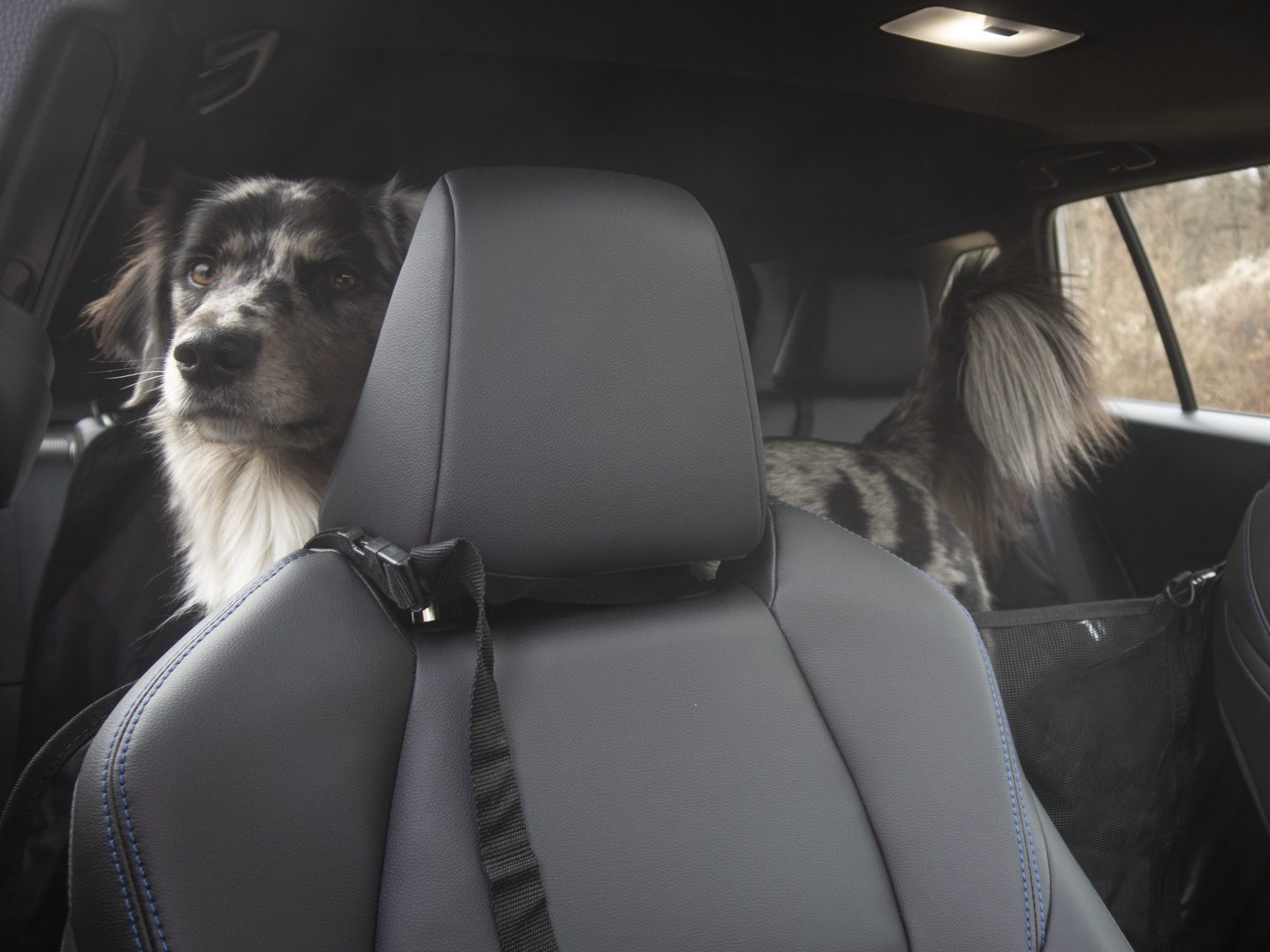 Protective seat cover in Toyota Corolla Cross Durable seat cover installed in the Toyota Corolla Cross, protecting against pet wear and tear.