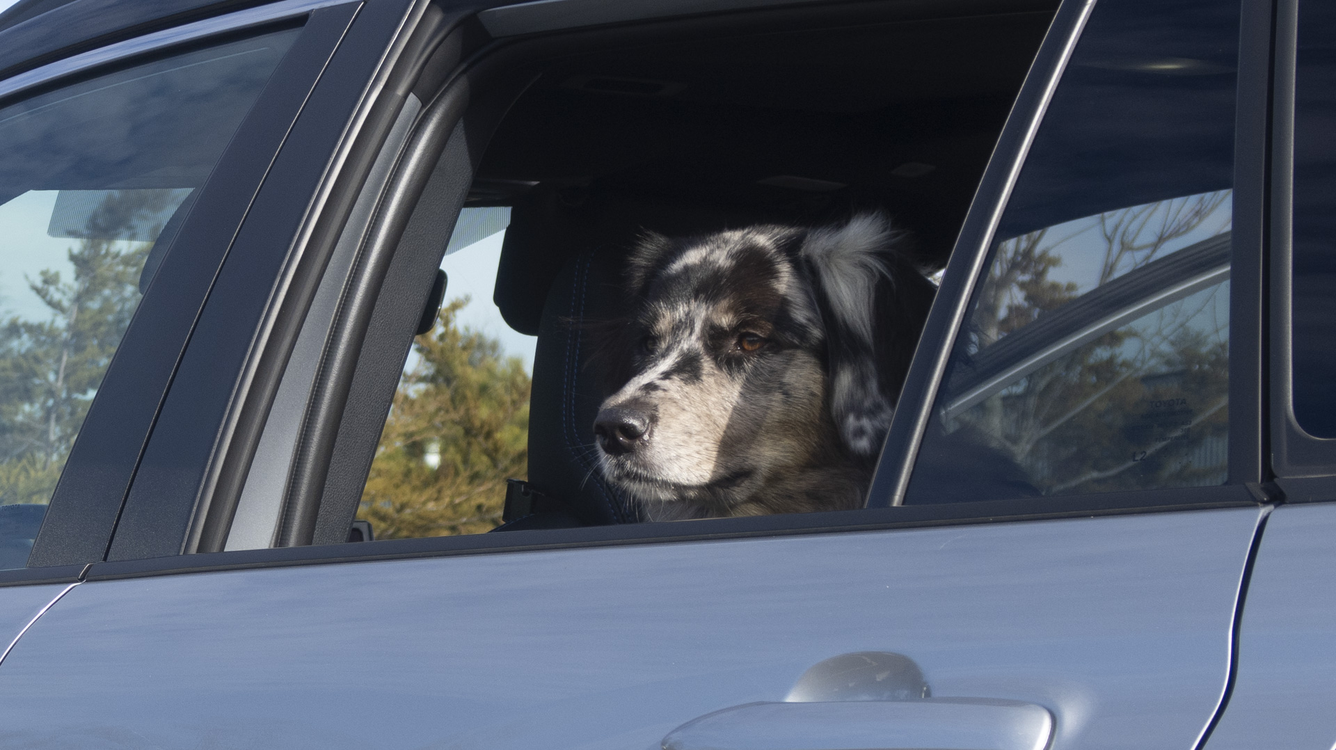 Bramble, the Canine Correspondent, in Corolla Cross Bramble, our Australian shepherd/golden retriever mutt, enjoying the backseat of the Toyota Corolla Cross.