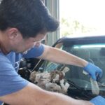 1996 Ford Mustang GT Revived After $700 Auction Rescue